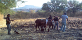 Rural farming outside Moroleón, Guanajuato