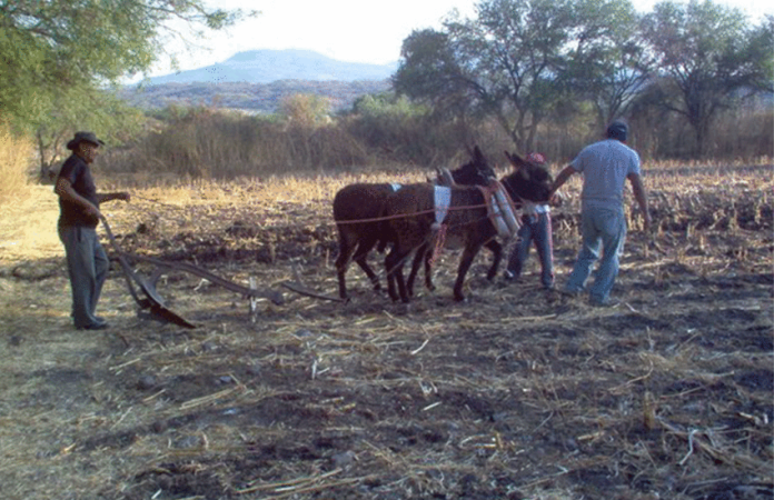 Rural farming outside Moroleón, Guanajuato