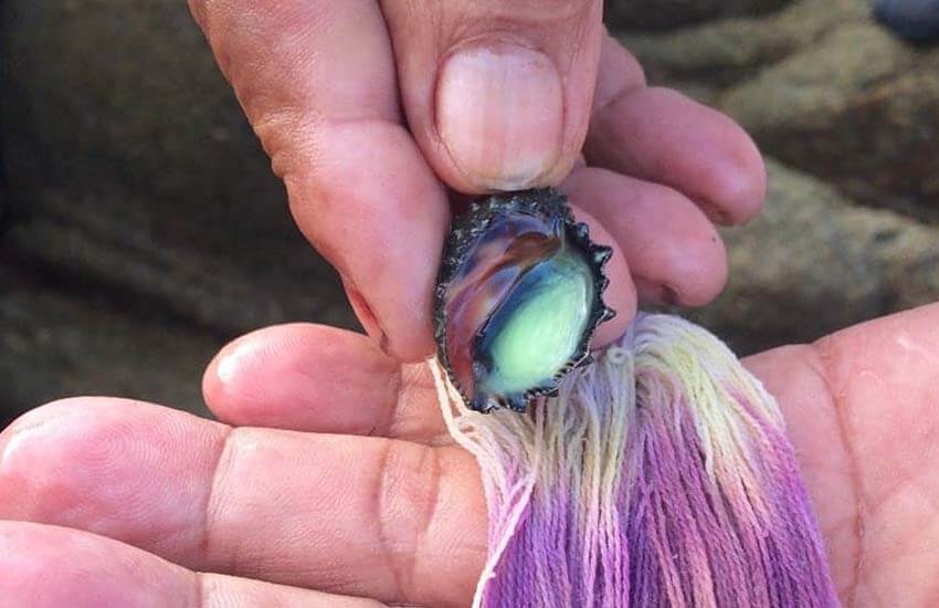 Tishinda snail being milked to apply purple to yarn