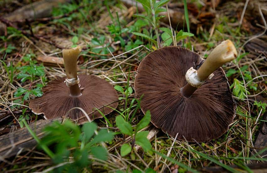 wild mushrooms in Mexico state