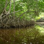 El Corchito Ecological Reserve, Mexico
