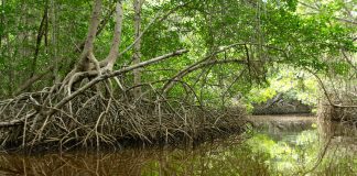 El Corchito Ecological Reserve, Mexico