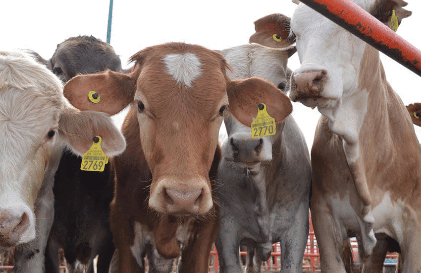 cattle in northern Mexico