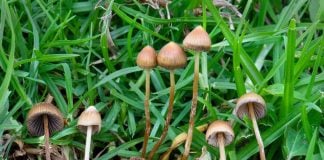 magic mushrooms