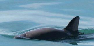 vaquita