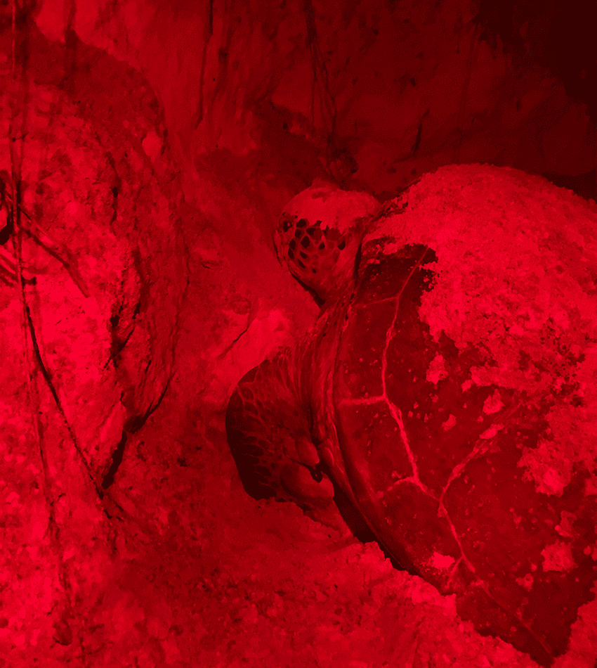 Green turtle on El Cuyo beach in Yucatan