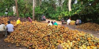 Cacao harvest at Hacienda Jesús María