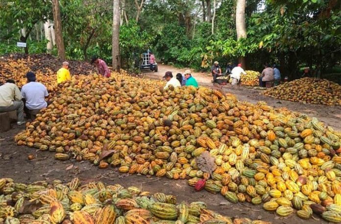 Cacao harvest at Hacienda Jesús María