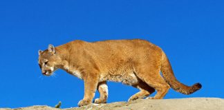 The cougar is one of five wild cat species found in Oaxaca.