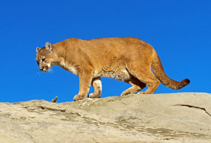 The cougar is one of five wild cat species found in Oaxaca.
