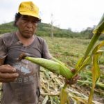There's nothing left of Tomás Velázquez's corn field.