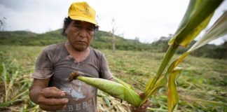 There's nothing left of Tomás Velázquez's corn field.