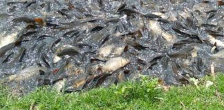 Dead fish on the shore at the Madín dam reservoir.