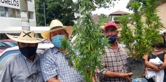 With marijuana plants in hand, Morelos farmers made their case for a license