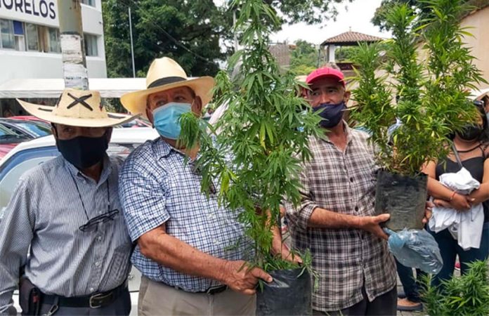 With marijuana plants in hand, Morelos farmers made their case for a license