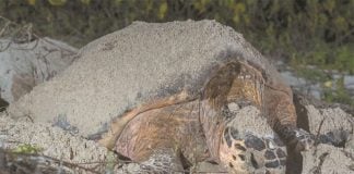 The Club de la Tortuga conservation group protects 18 kilometers of beach in Telchac Puerto.