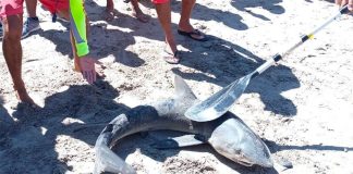 The basking shark on the beach in Puerto Vallarta.