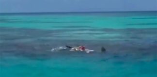 Sharks attack a body floating 124 kilometers north of Progreso, Yucatán.