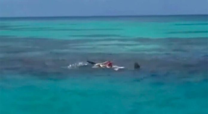 Sharks attack a body floating 124 kilometers north of Progreso, Yucatán.