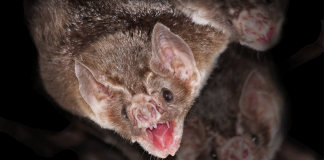 vampire bat