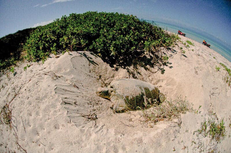 Turtle nesting on El Cuyo beach in Yucatan