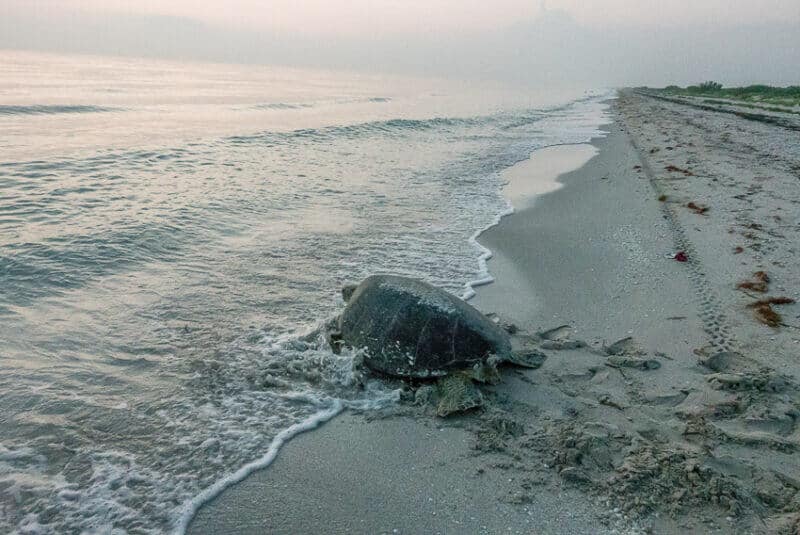 adult green turtle in El Cuyo beach in Yucatan