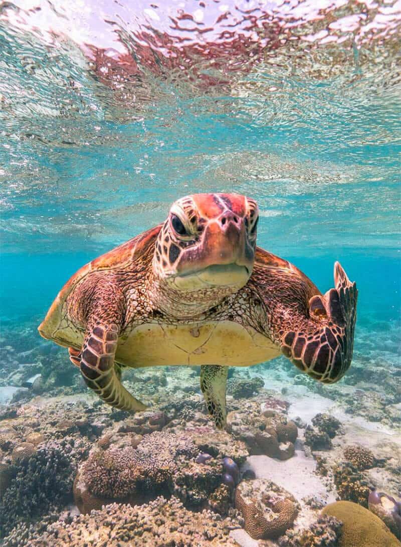 A turtle swims near a beach in Yucatán.