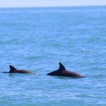 A female vaquita identified as Ana with a calf