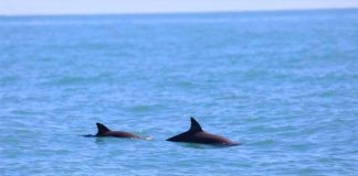 A female vaquita identified as Ana with a calf