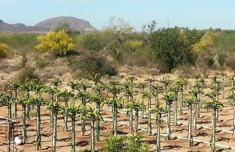Dragon fruit crops at Rancho Pitahaya in Sonora, Mexico.