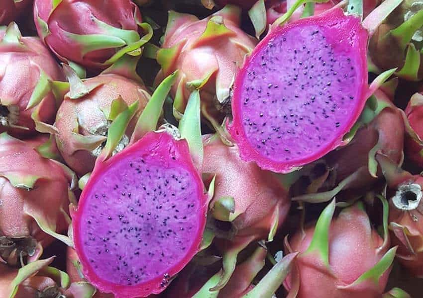 Hybrid dragon fruit