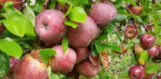 Apples orchard, Canatlán, Durango