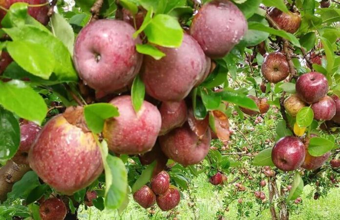 Apples orchard, Canatlán, Durango