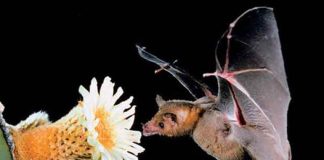 long nosed bat