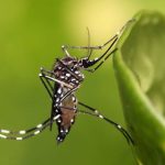 Aedes egypti