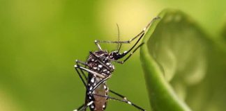 Aedes egypti