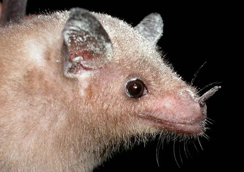 lesser long-nosed bat