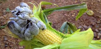 huitlacoche growing on corn