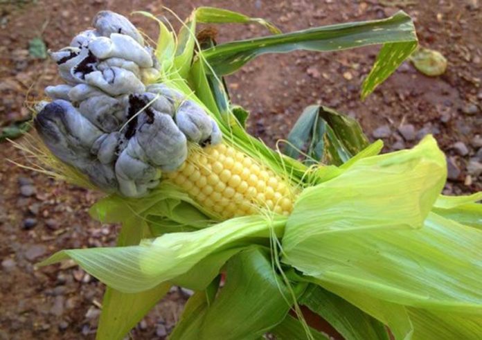 huitlacoche growing on corn