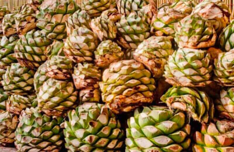 Agave hearts in preparation to be cooked for mezcal.