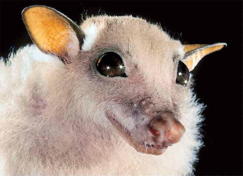 epauletted bat