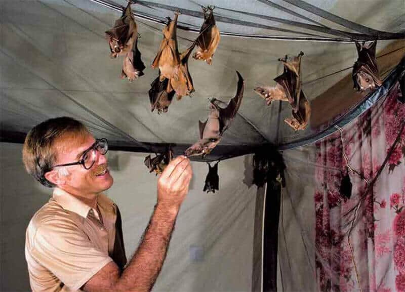 Merlin Tuttle with bats in Kenya