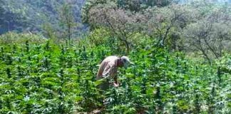 Marijuana 'barely profitable,' says cartel operative.