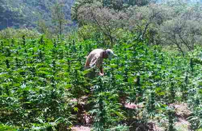 Marijuana 'barely profitable,' says cartel operative.