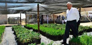 President López Obrador inspects a nursery