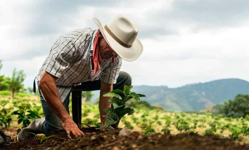 A farmer plants a tree under Mexico's Sembrando Vida.