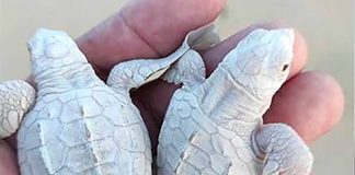 The albino turtles born in Baja California Sur.