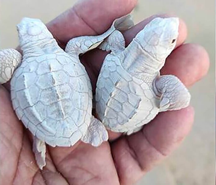 The albino turtles born in Baja California Sur.