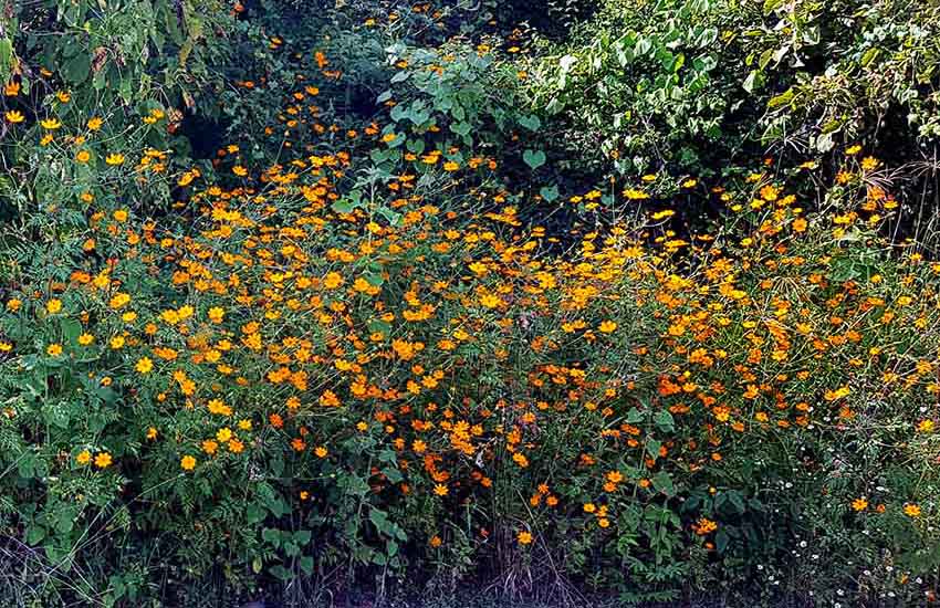 field near Santillan River, Jalisco