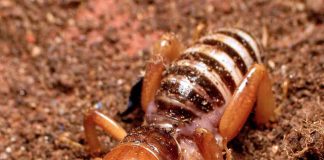 Jerusalem cricket